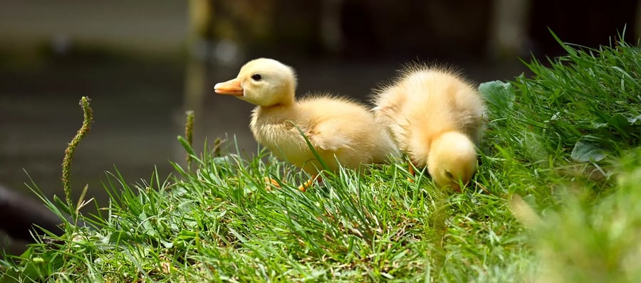 Lente Boost Visionplanner baby eendjes