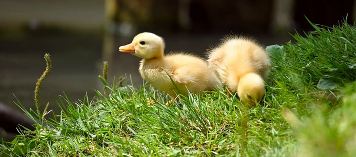 Lente Boost Visionplanner baby eendjes