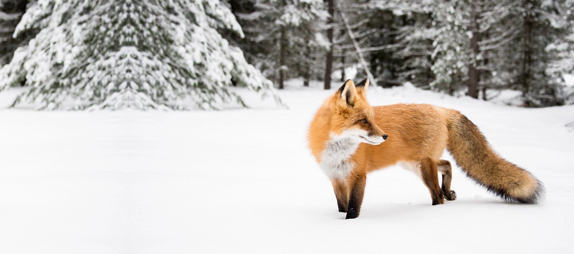 1920x850 Winterboost banner (v2)