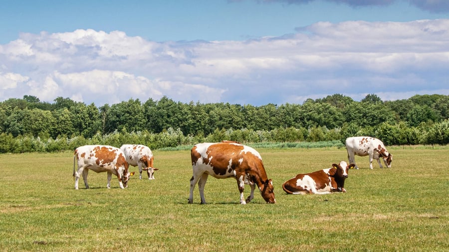 Van intuïtie naar inzicht via dashboard MelkMeester