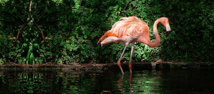 Zomer Boost Visionplanner 