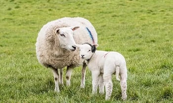 Lente Boost 2026 500x300